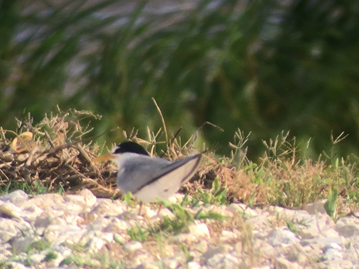 Least Tern - ML160710221