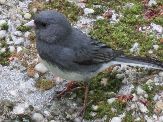 Dark-eyed Junco - ML160711461