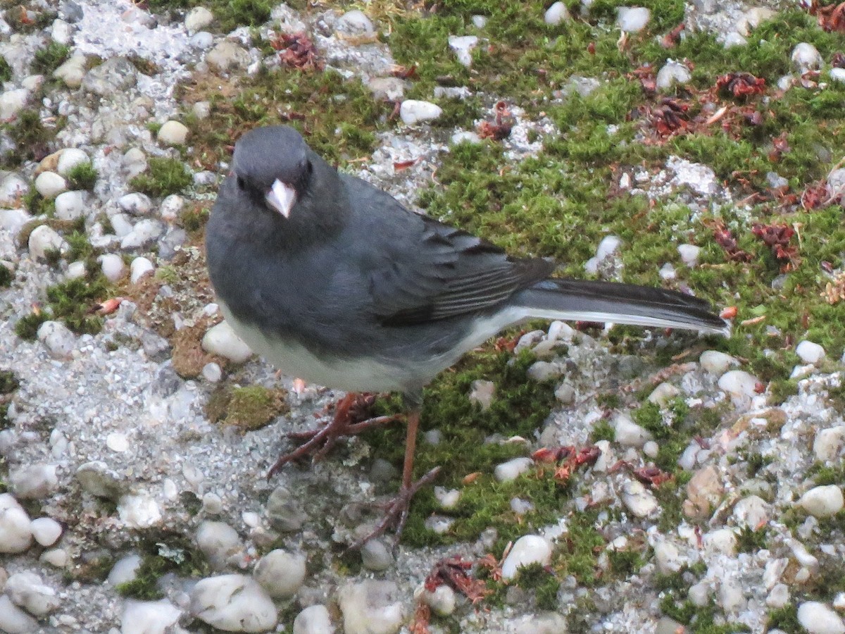 Dark-eyed Junco - ML160711531