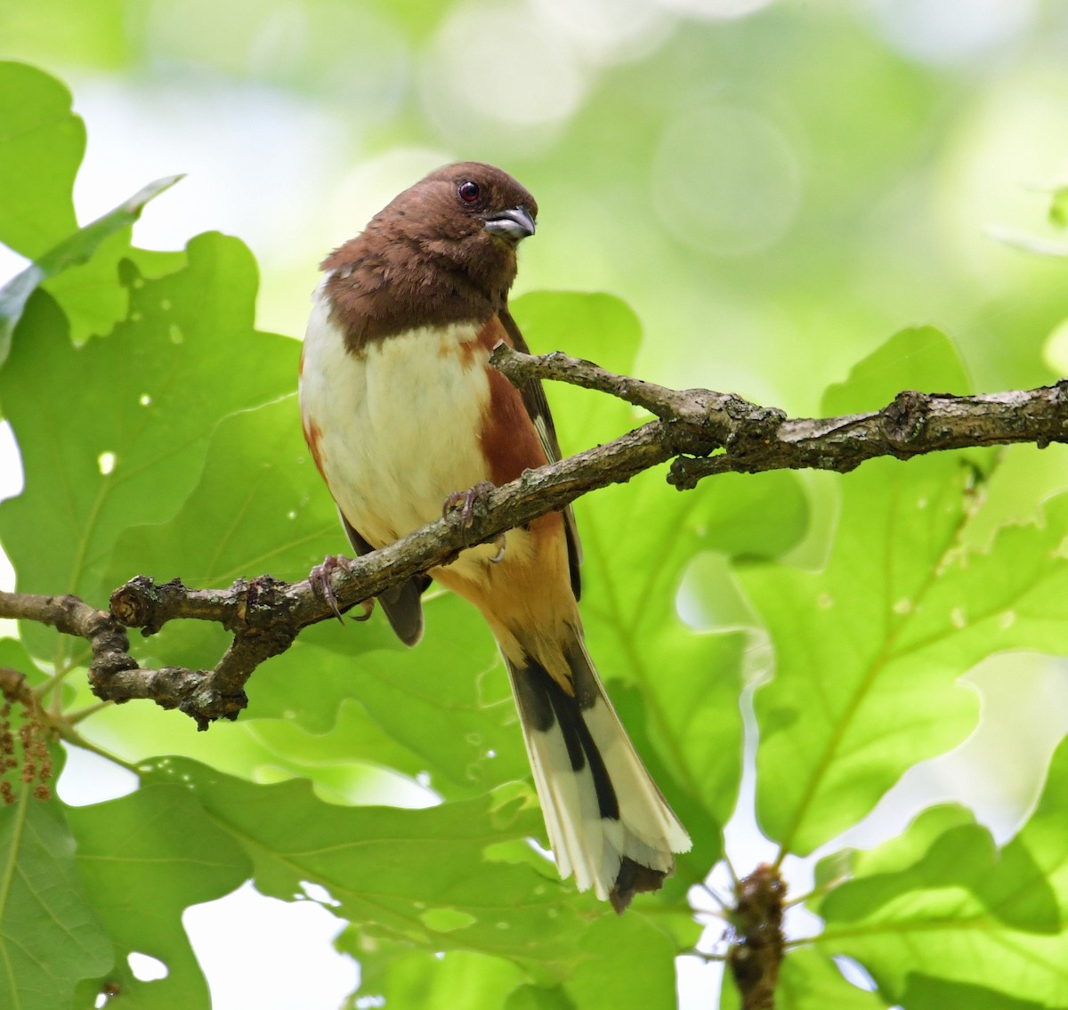 Eastern Towhee - ML160713171