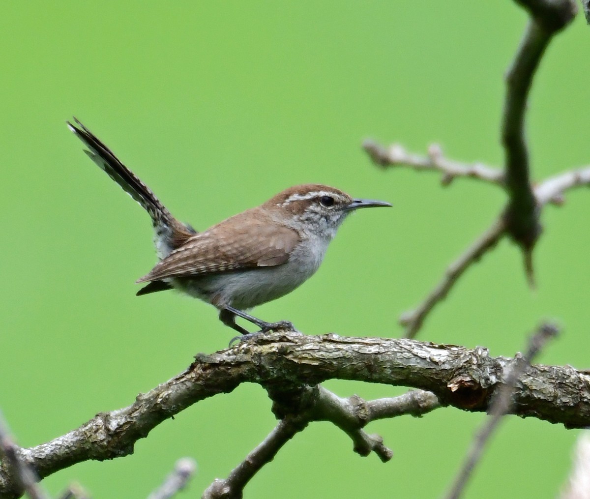 Bewick's Wren - ML160713481