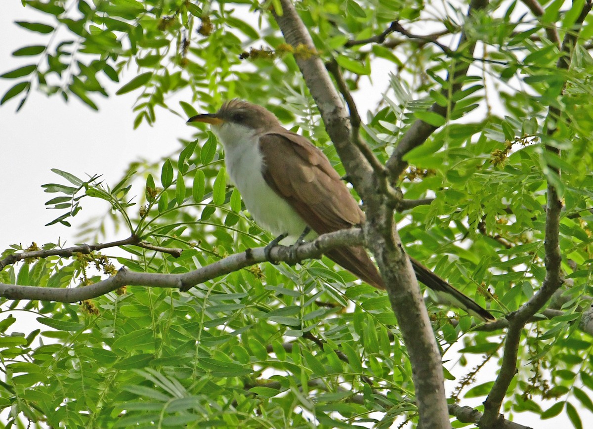 Yellow-billed Cuckoo - ML160714911