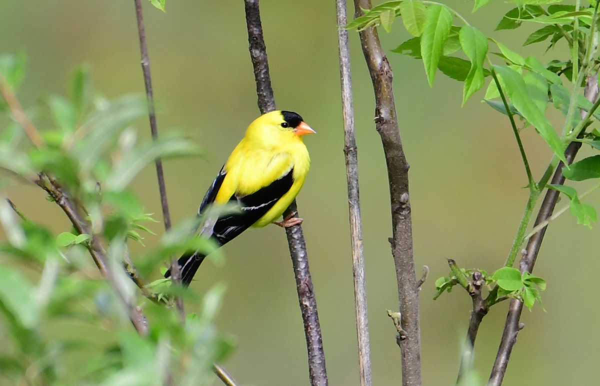 American Goldfinch - ML160715211