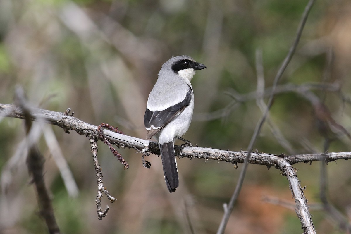 Loggerhead Shrike - ML160716611