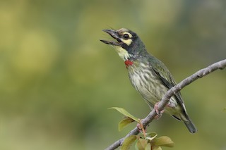 Coppersmith Barbet