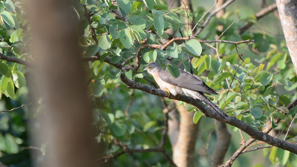 Common Hawk-Cuckoo - ML160719361