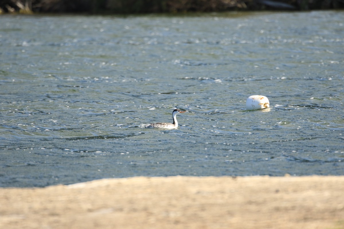 Clark's Grebe - ML160720141