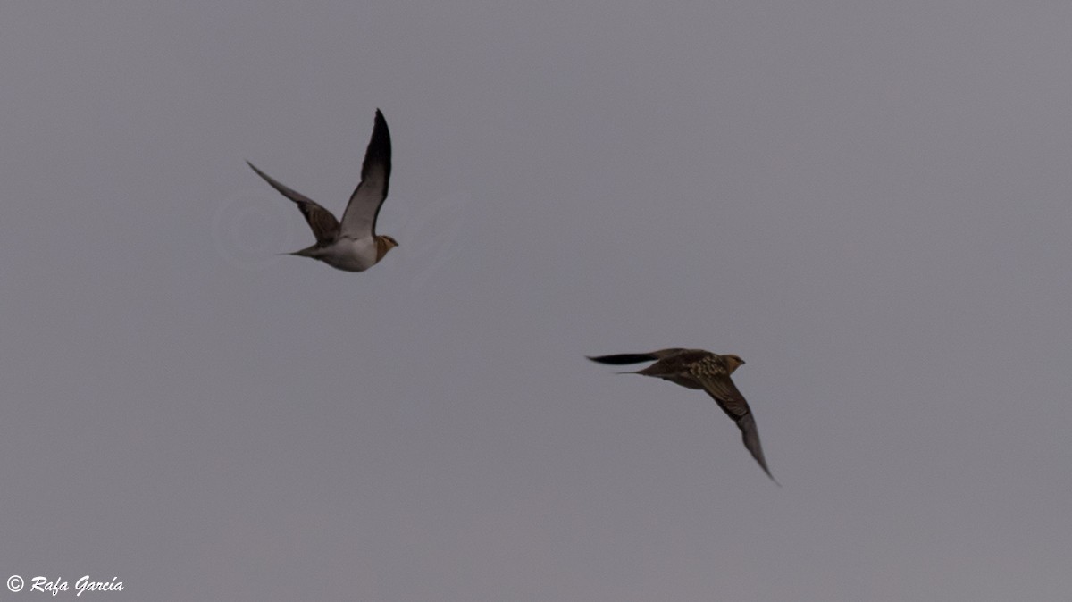 Pin-tailed Sandgrouse - ML160721451