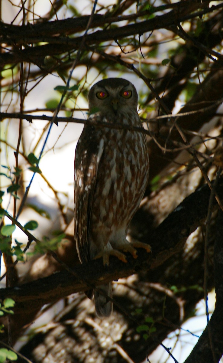 Barking Owl - Greg & Jeanette Licence