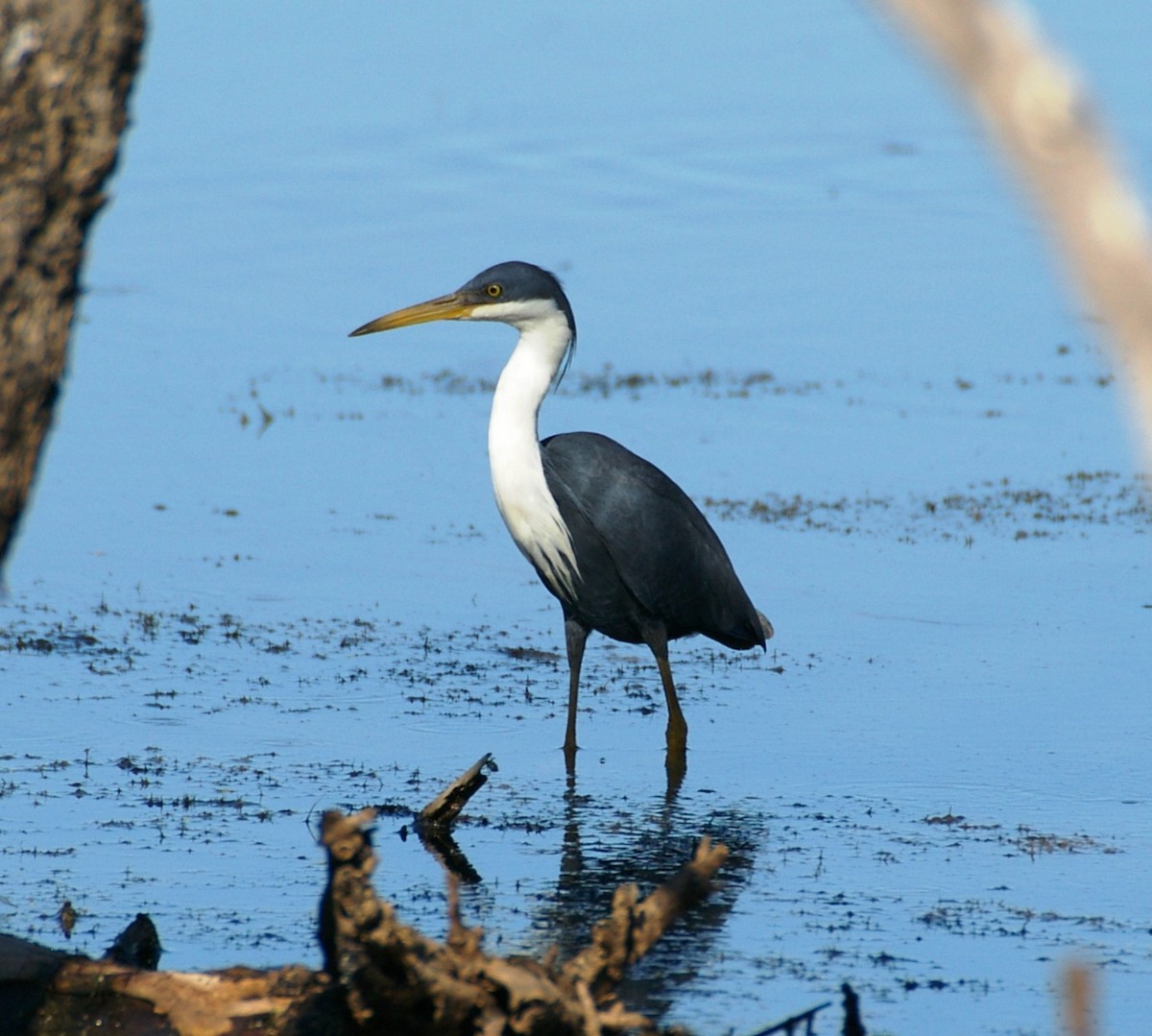 Pied Heron - ML160722241