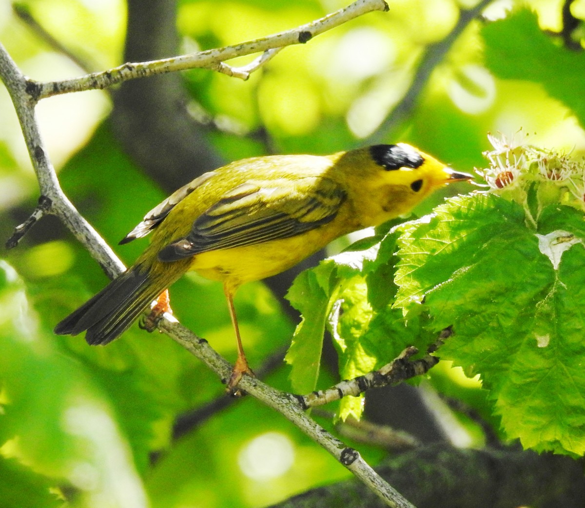 Wilson's Warbler - ML160722771