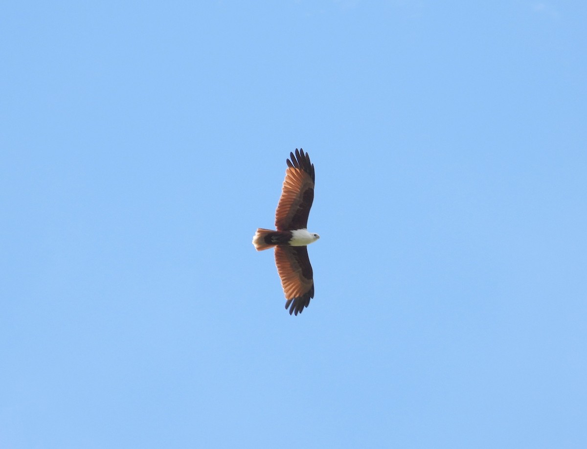 Brahminy Kite - ML160723111