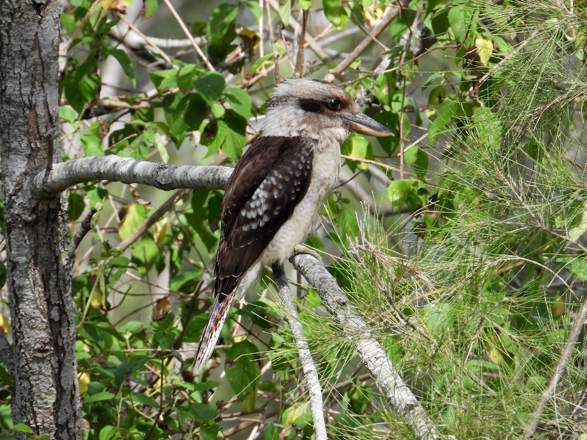 Laughing Kookaburra - ML160723151