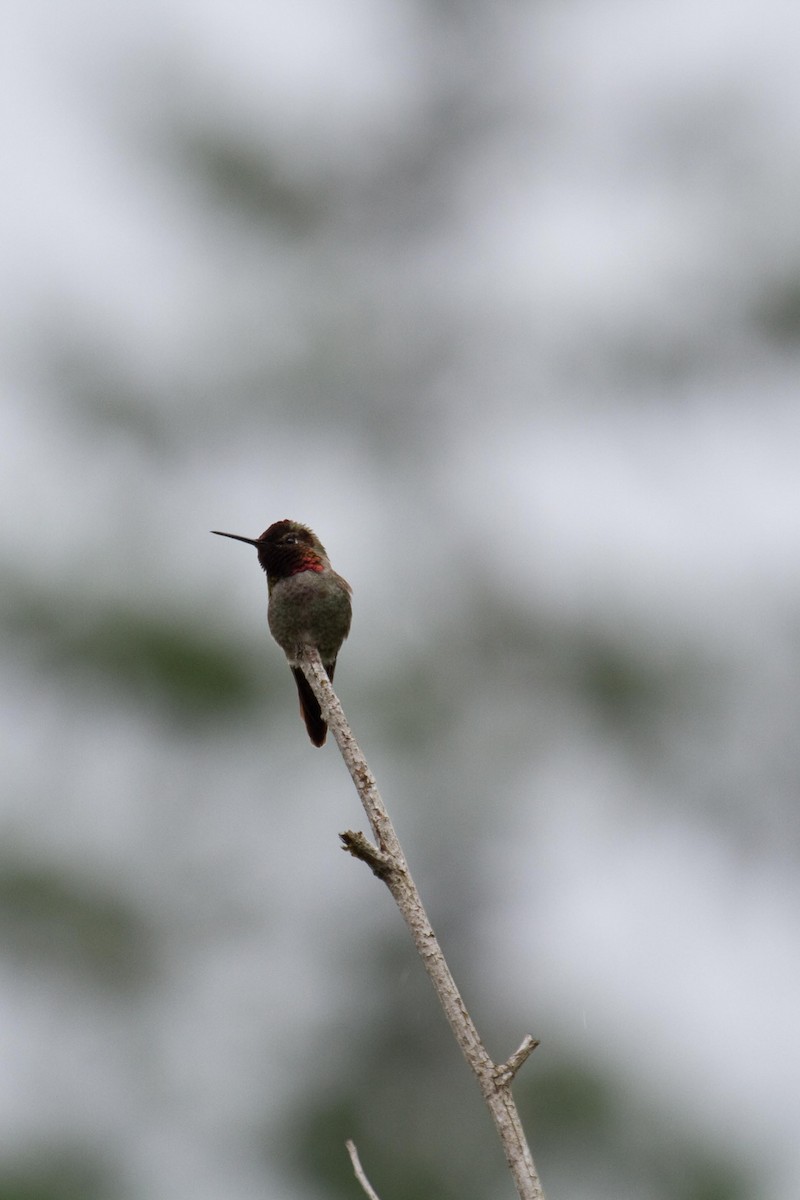 Anna's Hummingbird - ML160723671