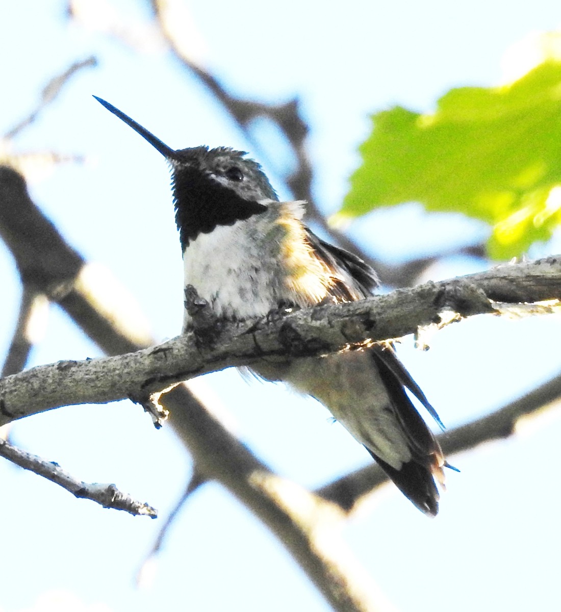 Geniş Kuyruklu Kolibri - ML160723701