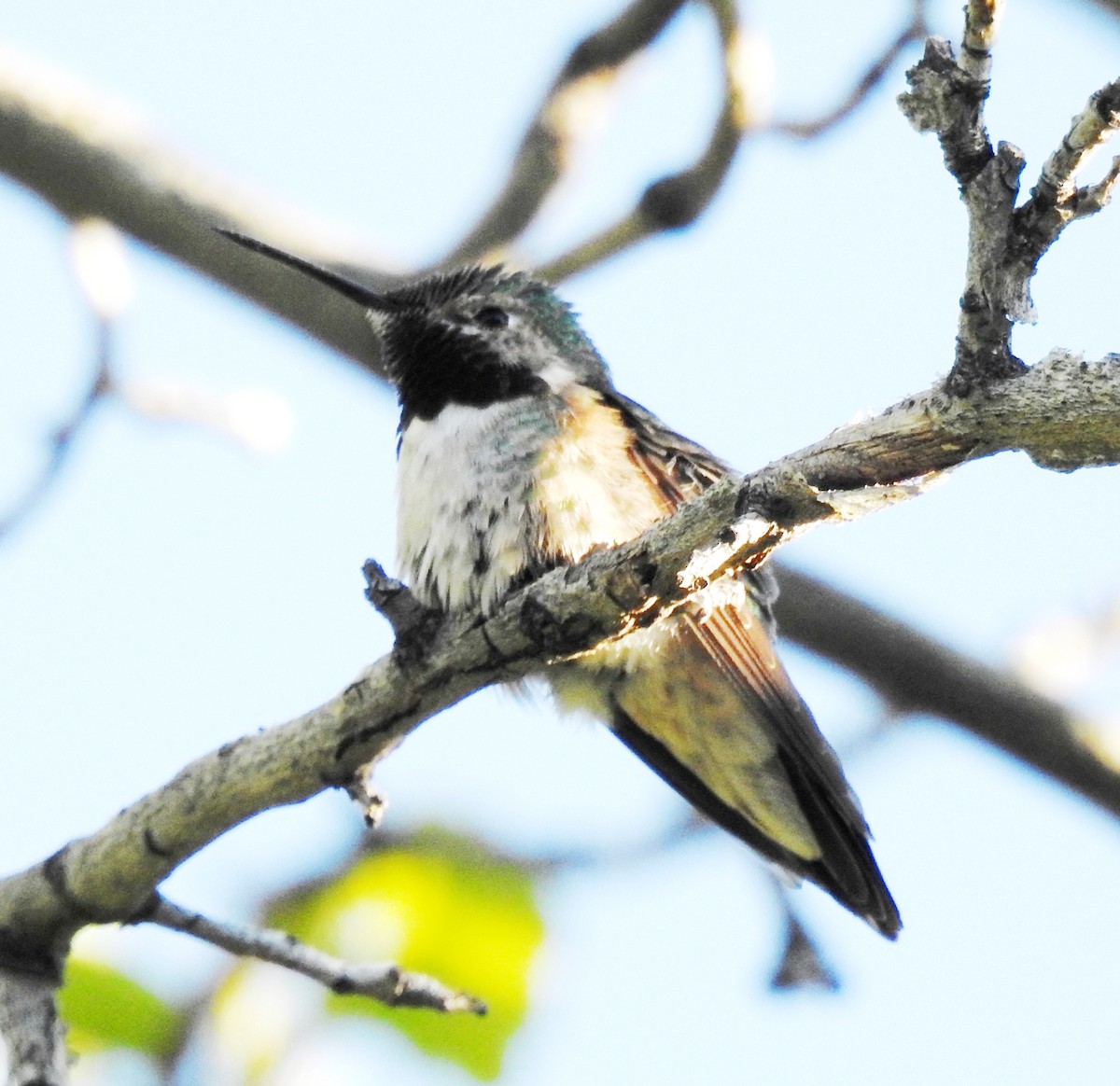 Geniş Kuyruklu Kolibri - ML160723711