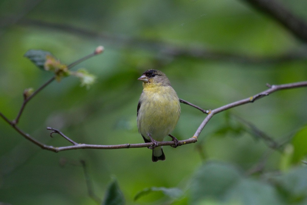 Lesser Goldfinch - ML160723811