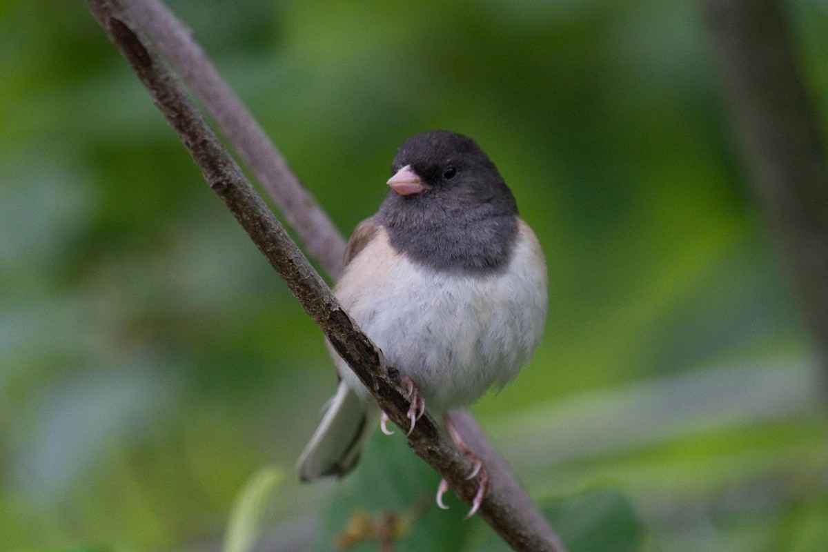 Dark-eyed Junco (Oregon) - ML160723901