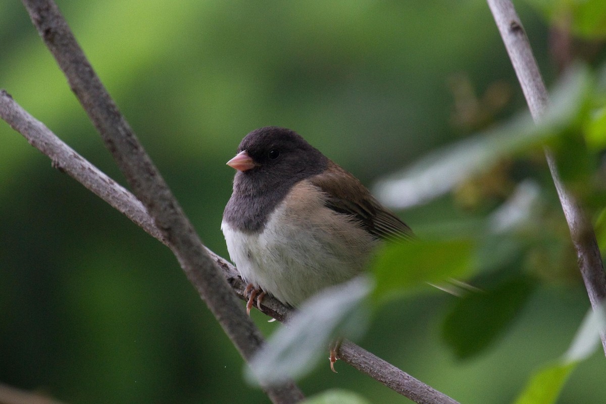 Dark-eyed Junco (Oregon) - ML160723921