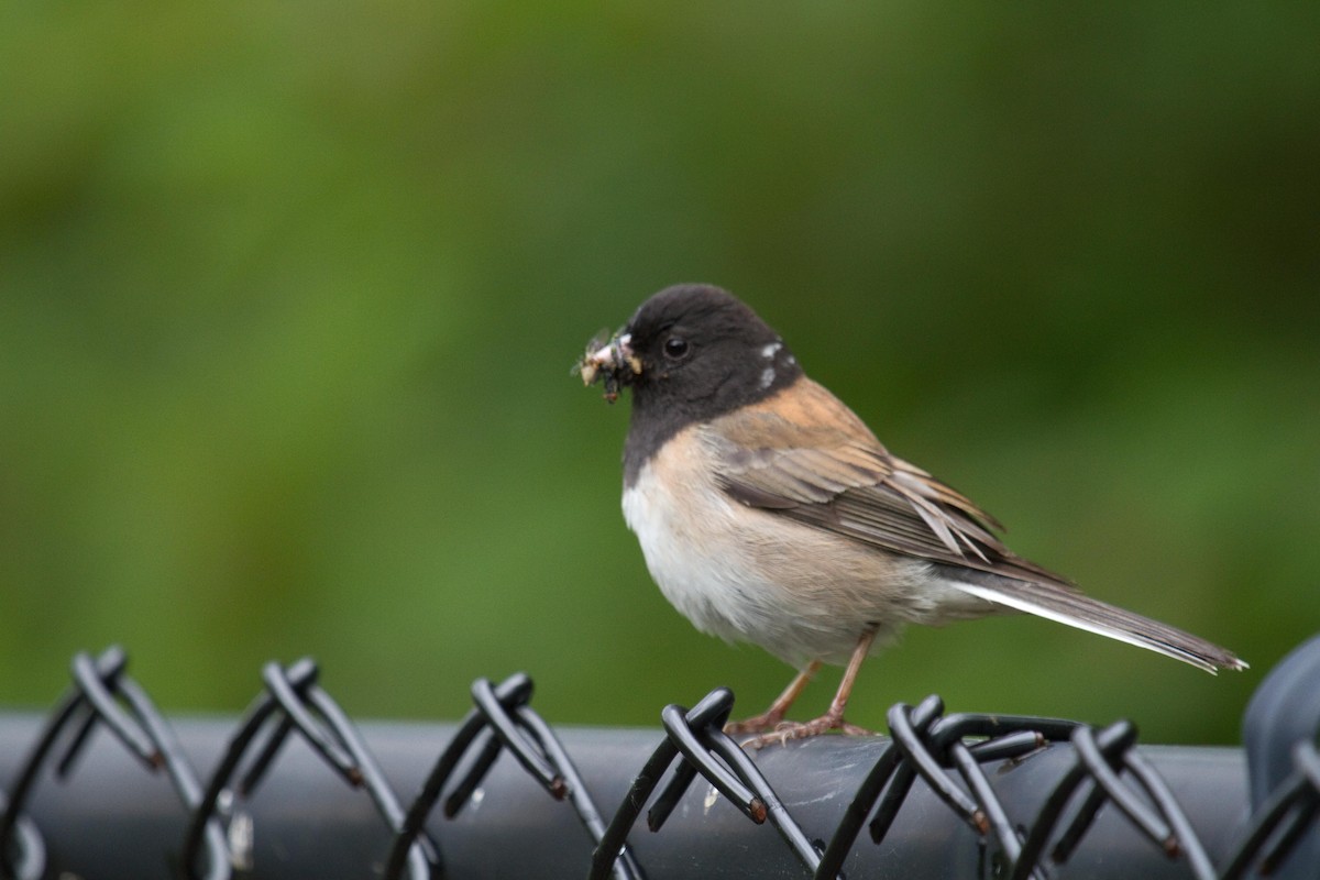 Dark-eyed Junco (Oregon) - ML160723931