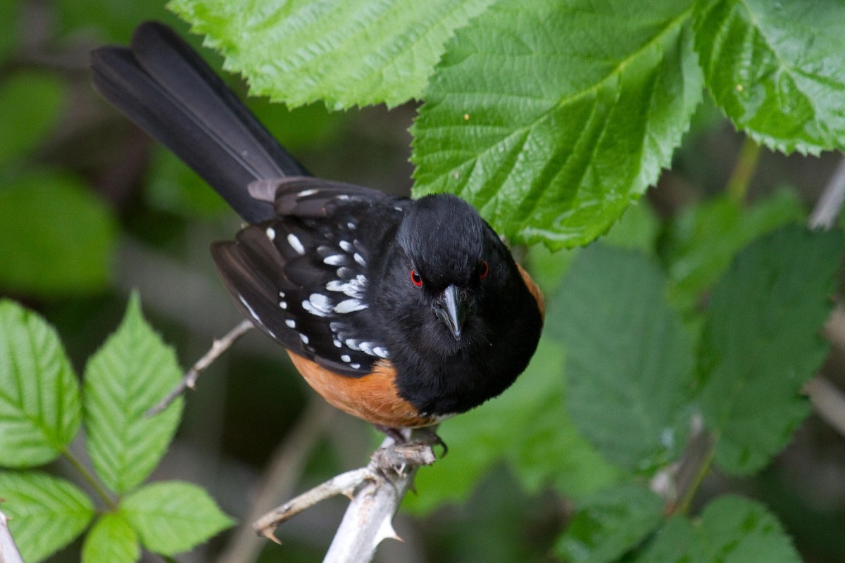 Spotted Towhee - ML160723991