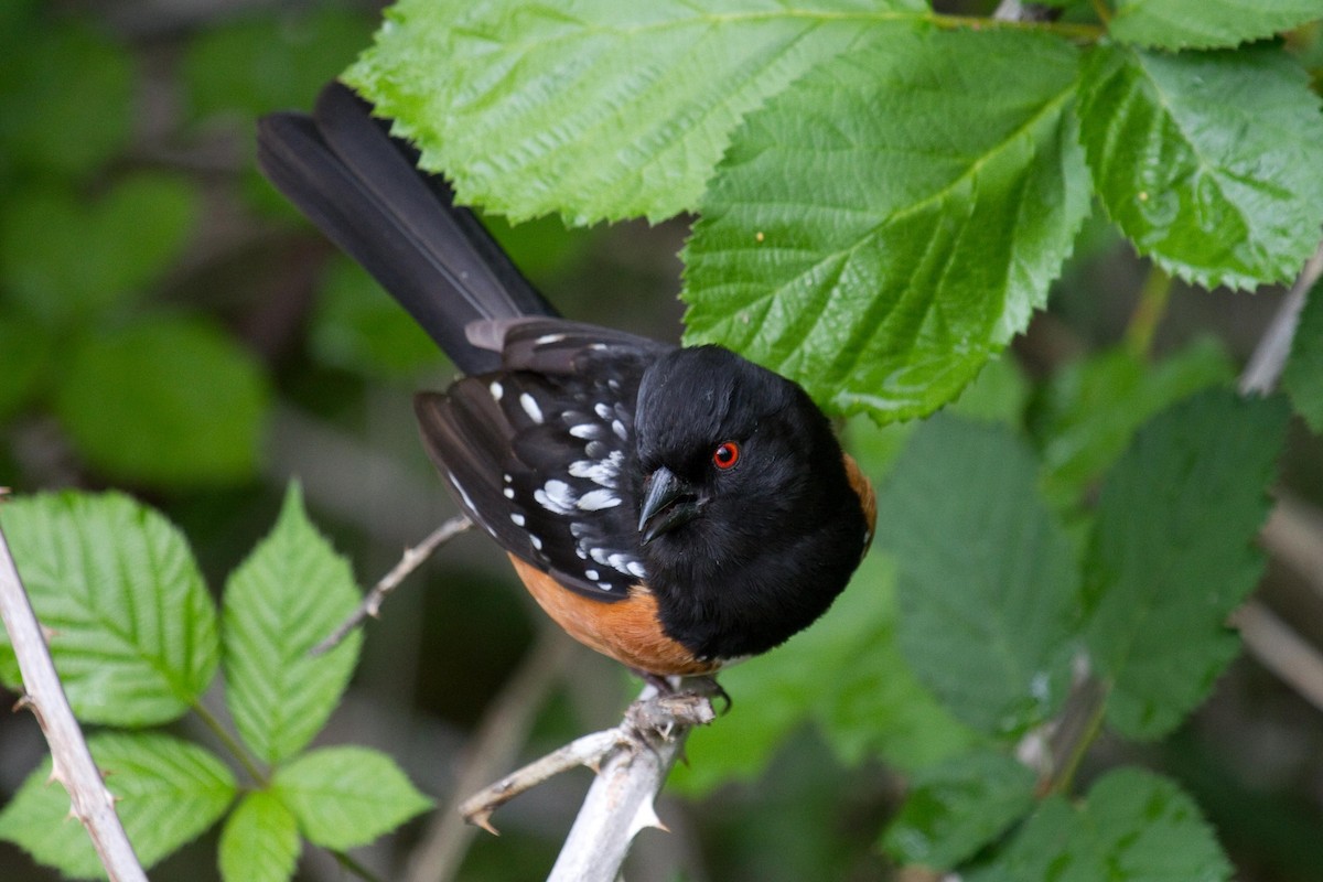 Spotted Towhee - ML160724021