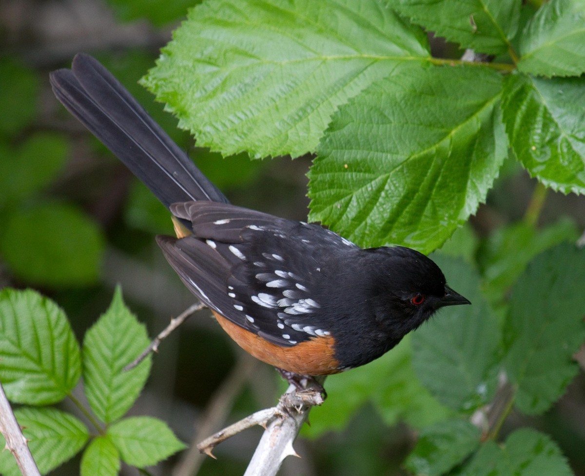 Spotted Towhee - ML160724031
