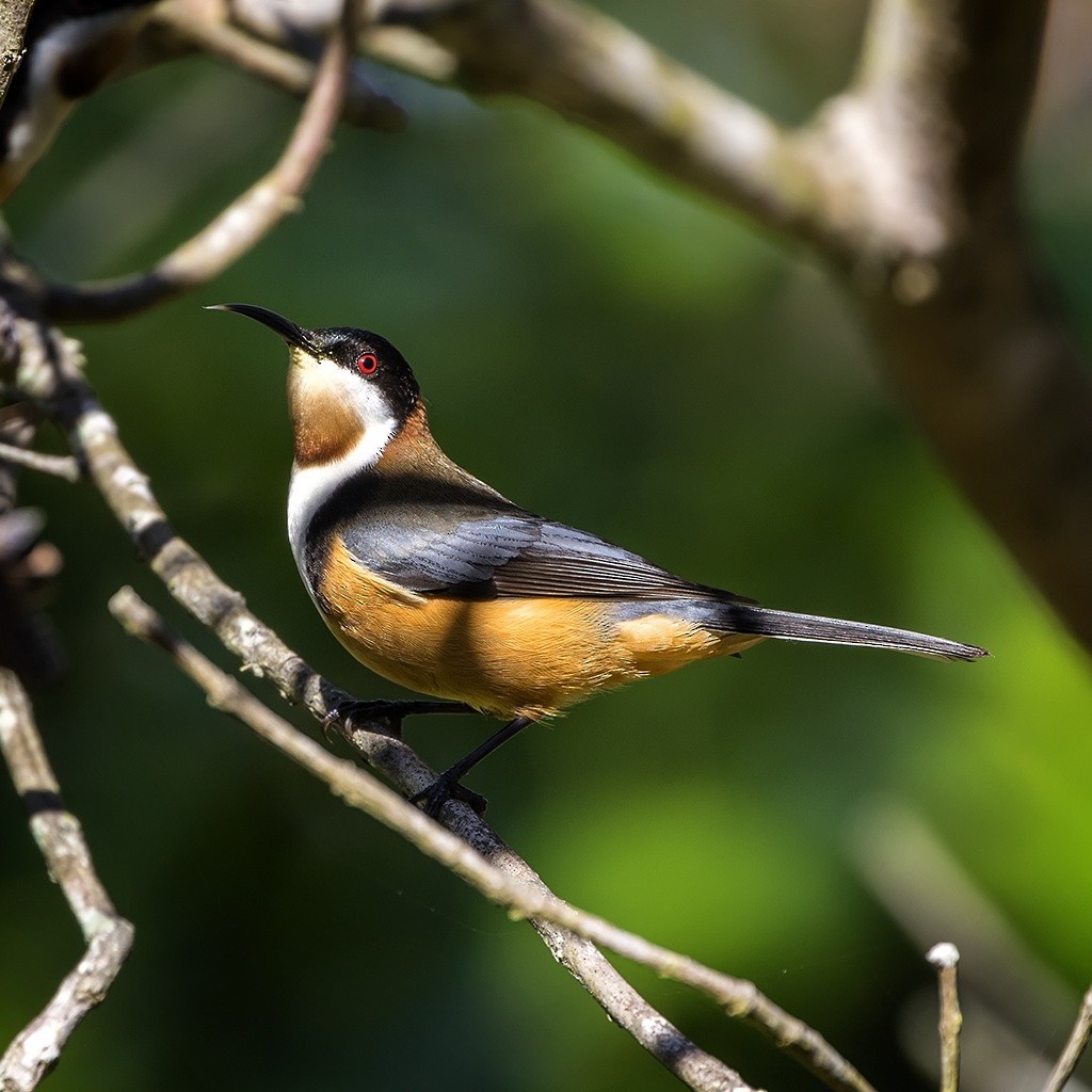 Eastern Spinebill - ML160724461