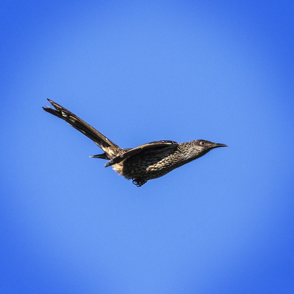 Little Wattlebird - ML160724531