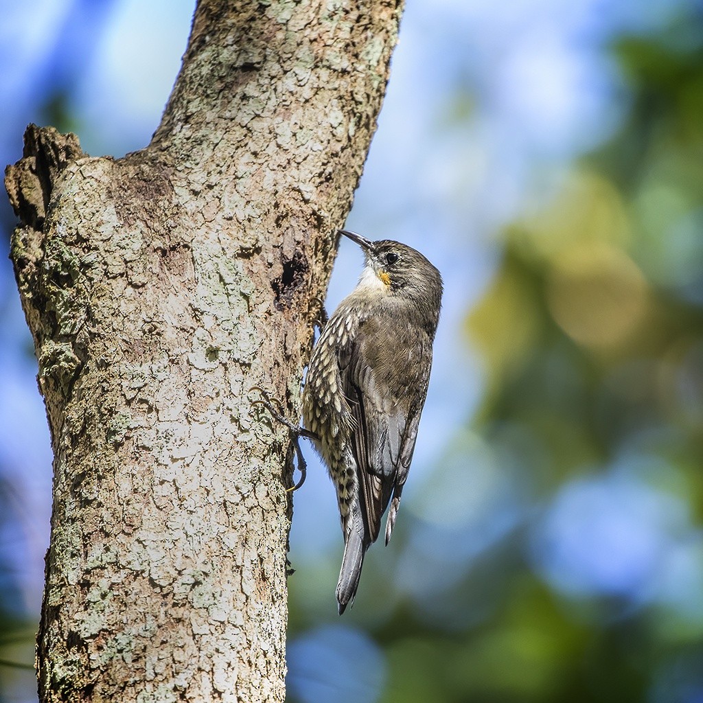 White-throated Treecreeper - ML160724561