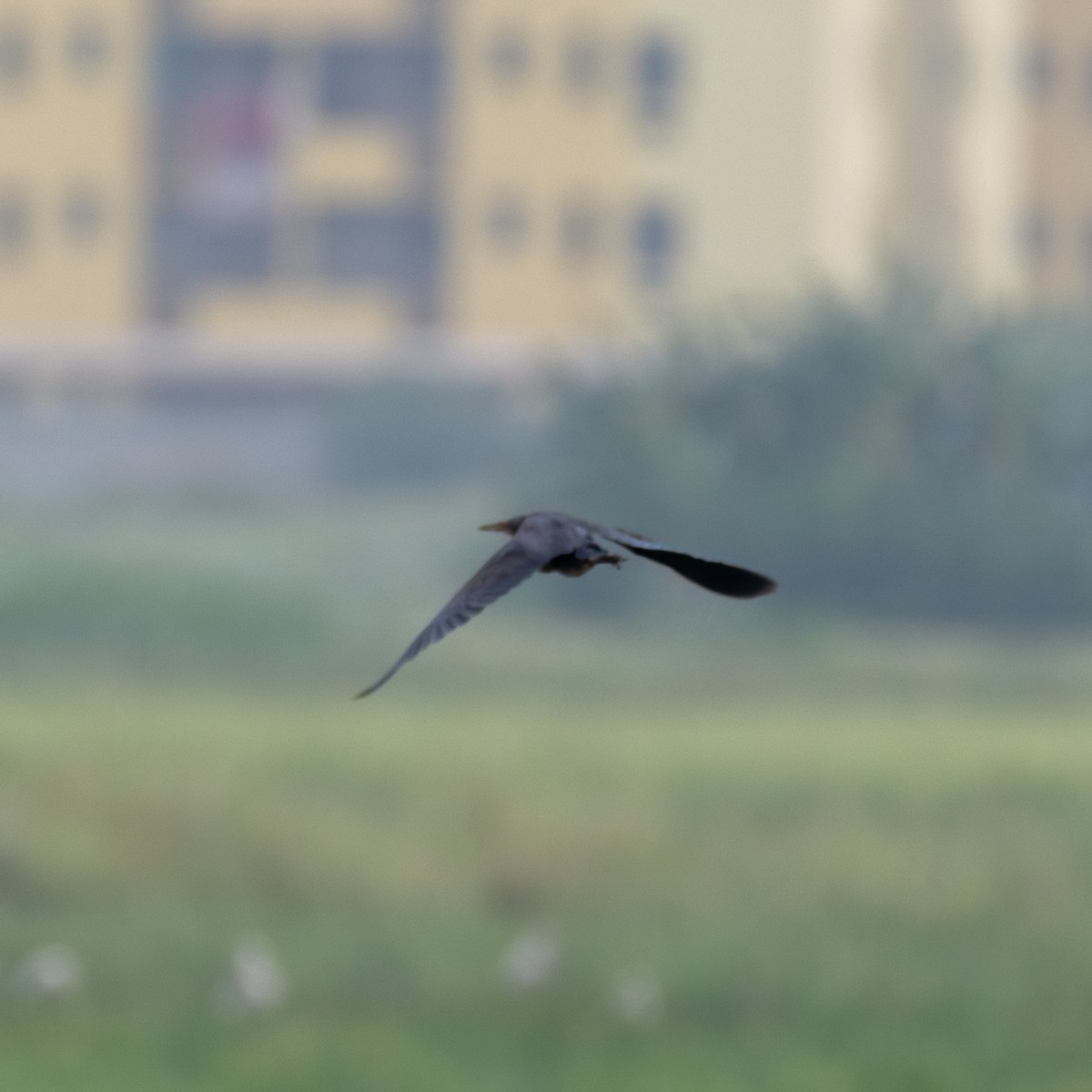 Black Bittern - Souvik Roychoudhury