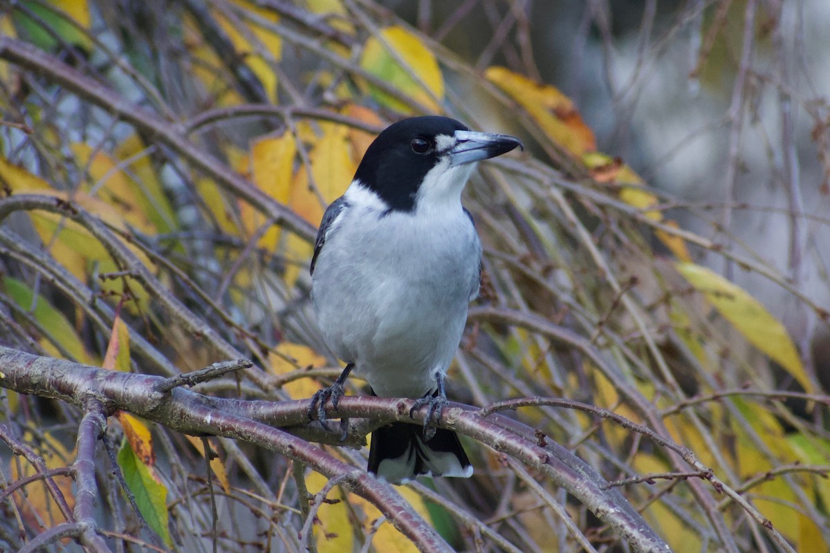 Gray Butcherbird - Lance Rathbone