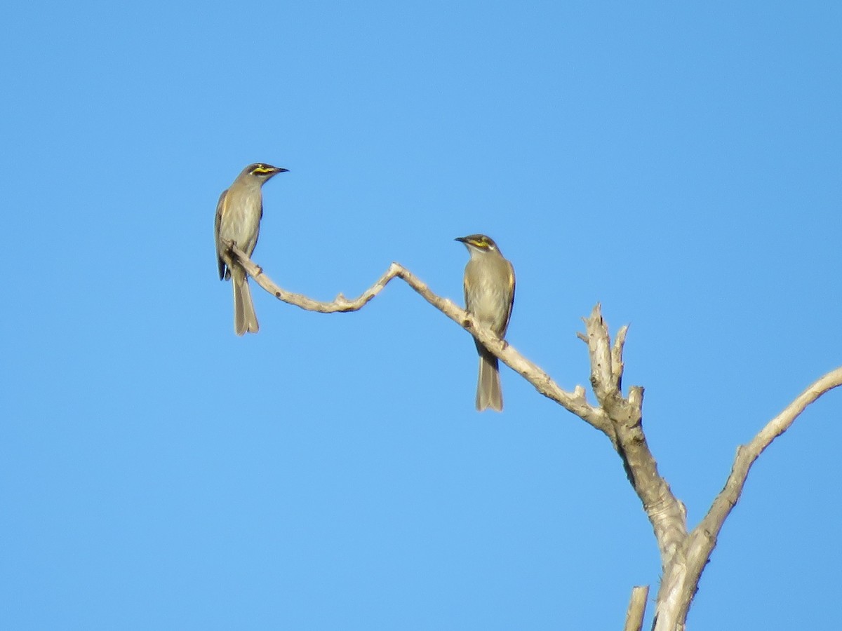 Yellow-faced Honeyeater - Jennifer Smith