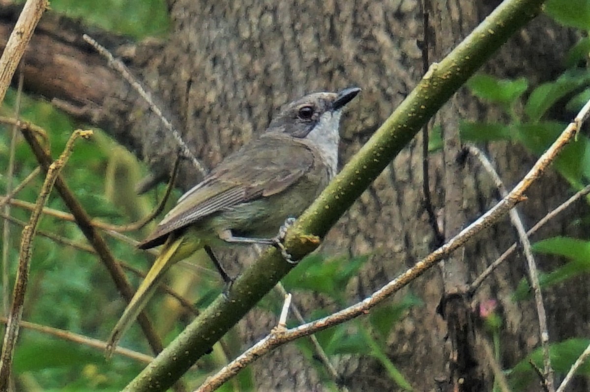 Golden Whistler - ML160729161