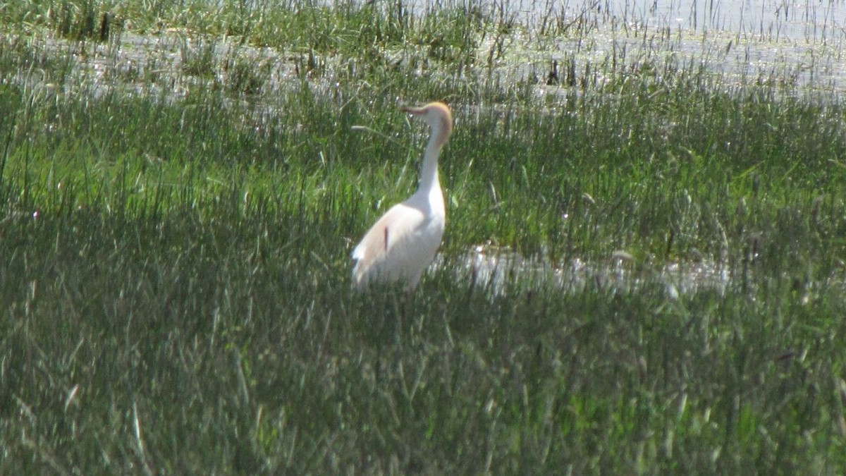 Western Cattle Egret - Ashkan Shirvani