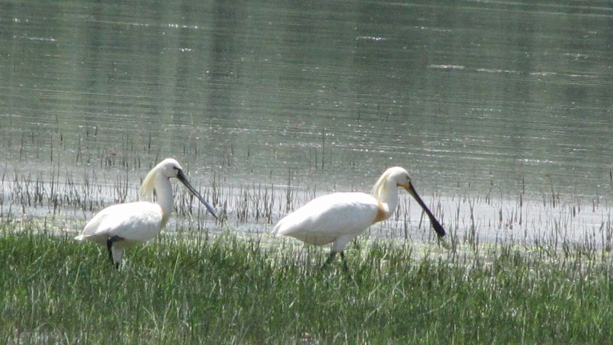 Eurasian Spoonbill - Ashkan Shirvani