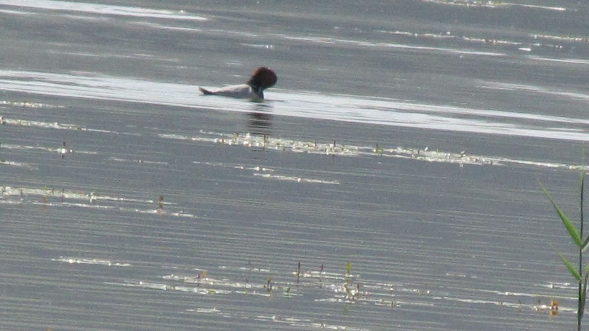 Common Pochard - Ashkan Shirvani