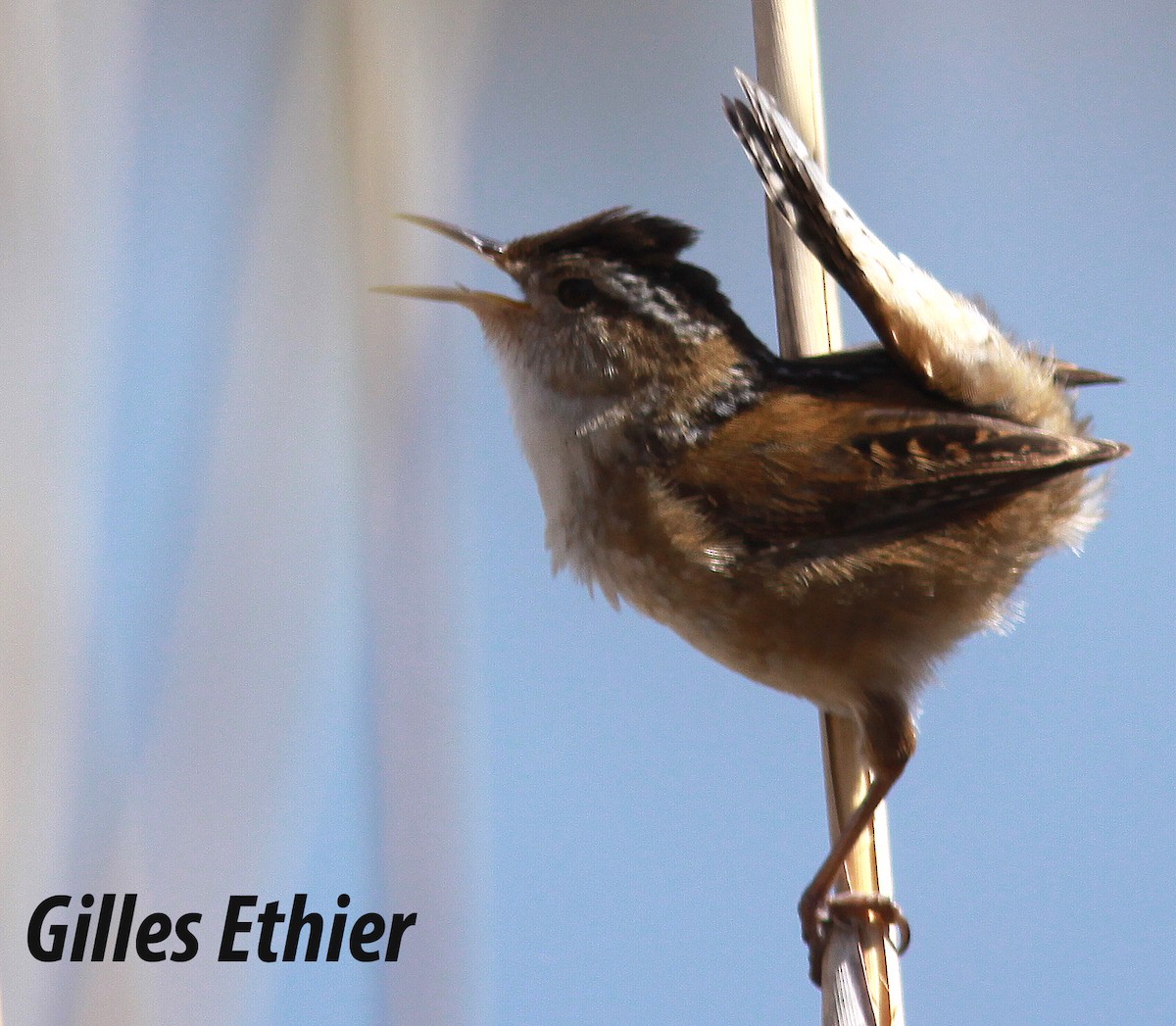 Marsh Wren - ML160730471