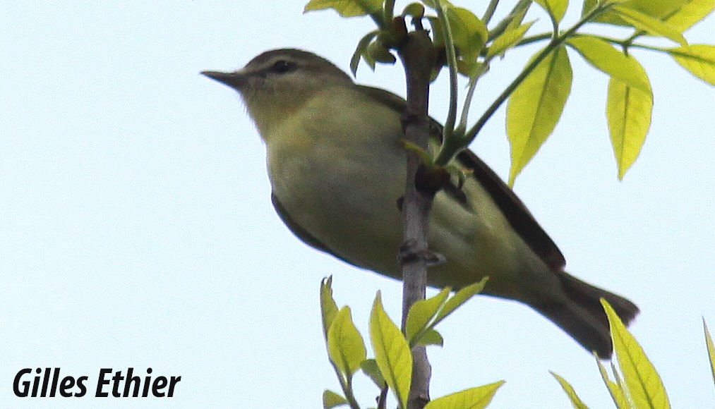 Philadelphia Vireo - ML160731401