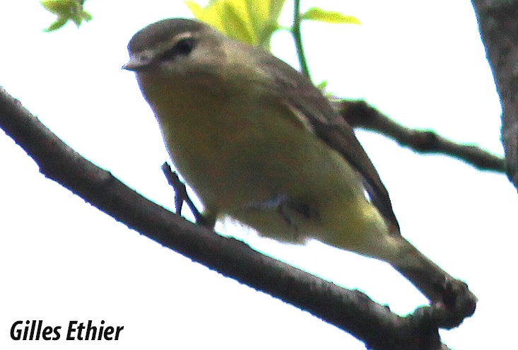 Philadelphia Vireo - ML160731411