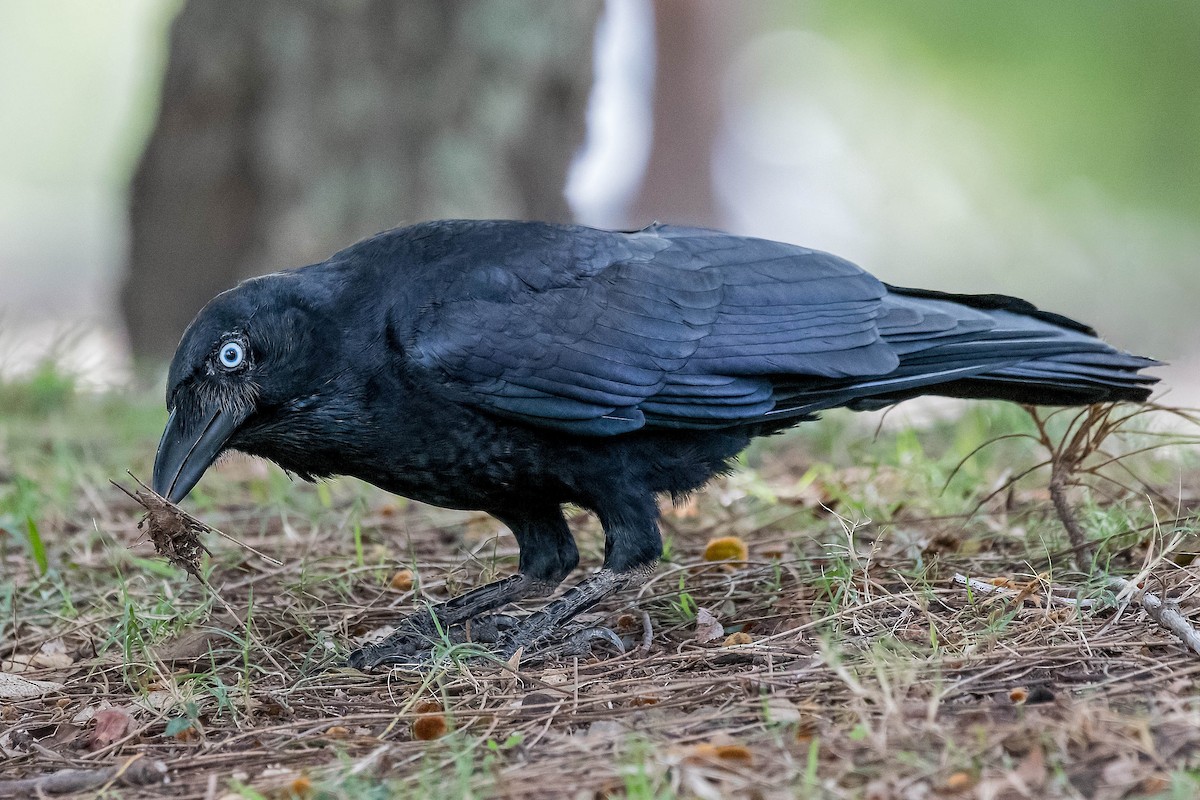 Torresian Crow - ML160731551