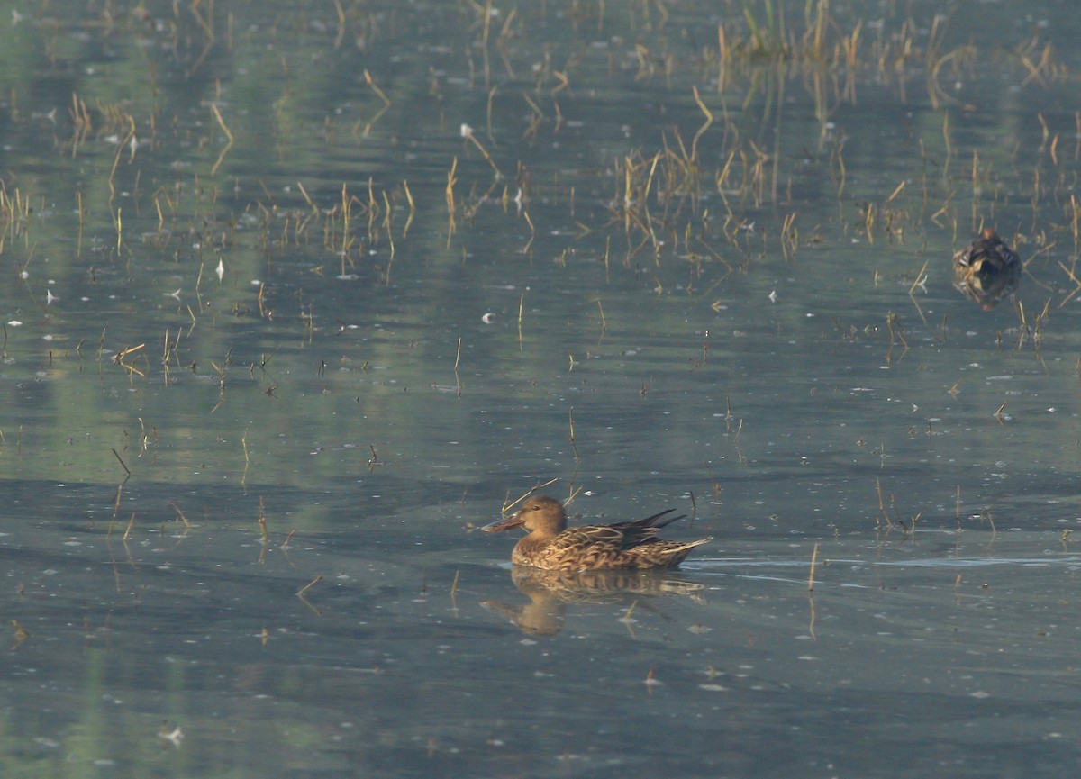 Northern Shoveler - Sudhir Herle