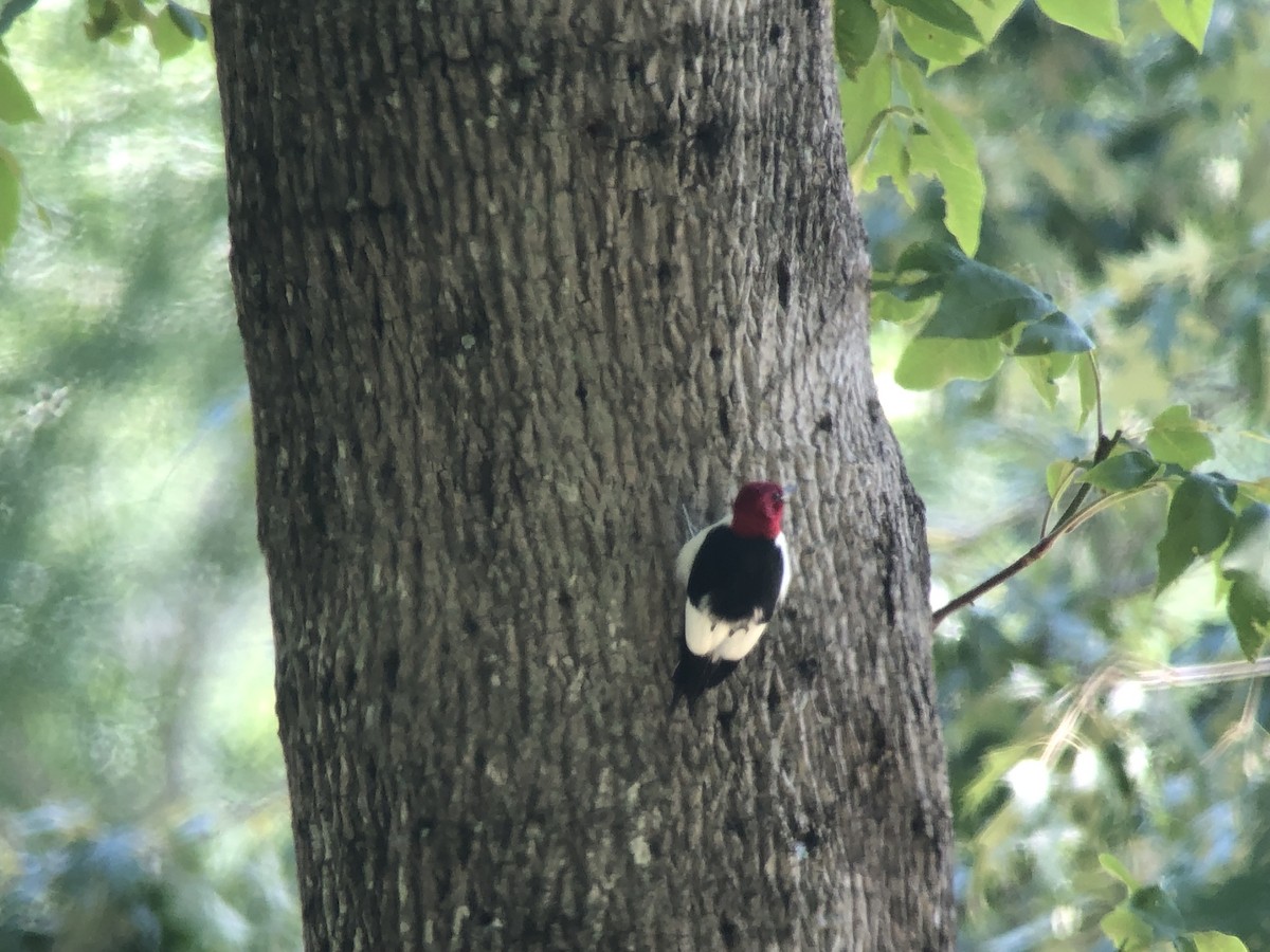 Red-headed Woodpecker - Andrew Baldelli