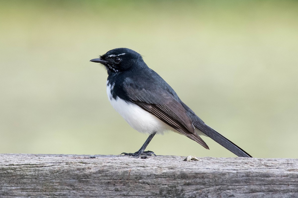 Willie-wagtail - ML160732191