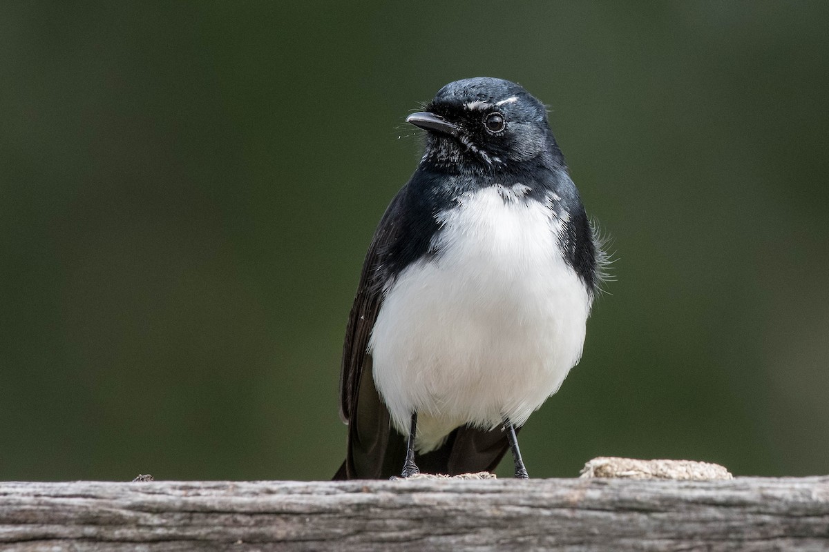 Willie-wagtail - ML160732231