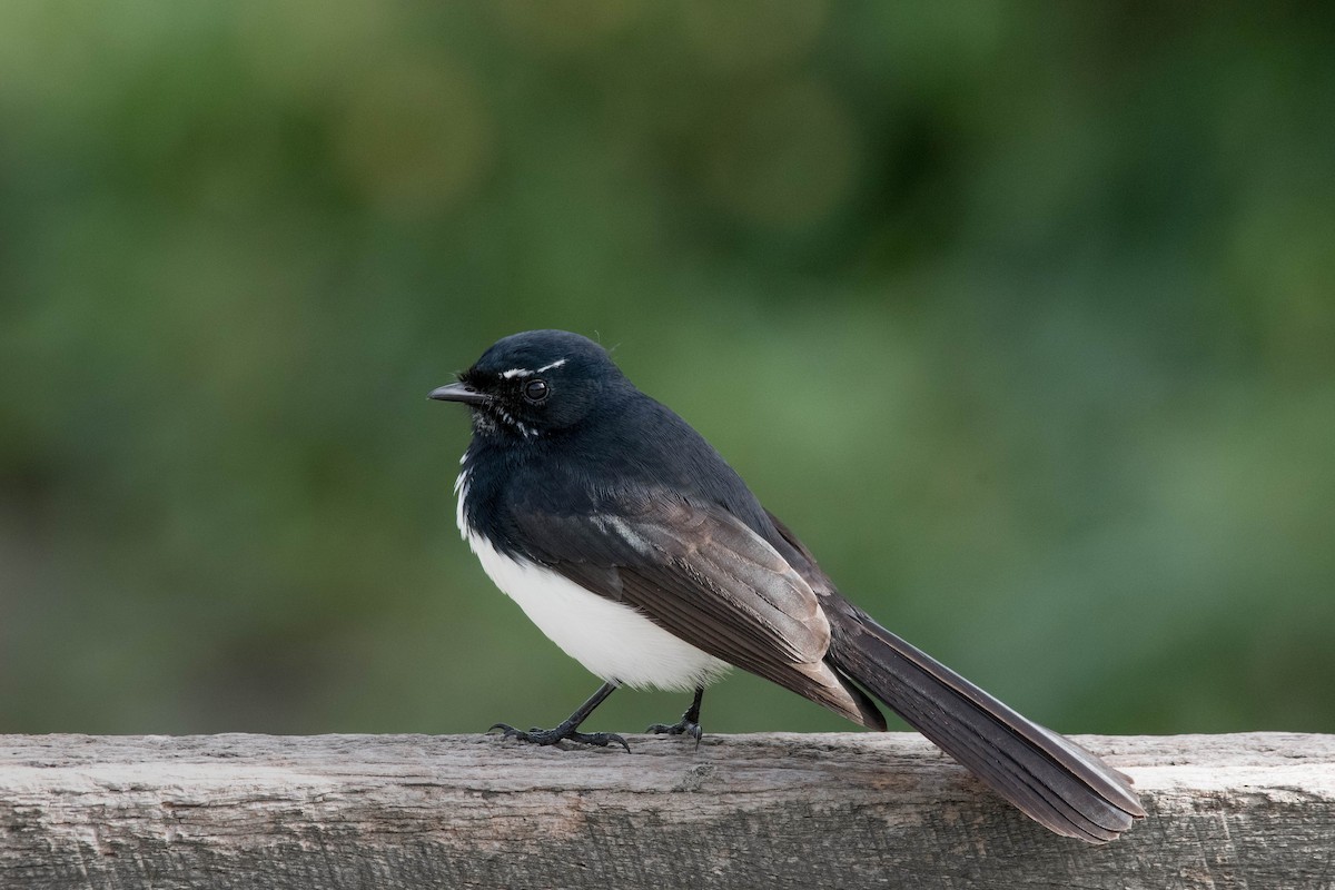 Willie-wagtail - ML160732281