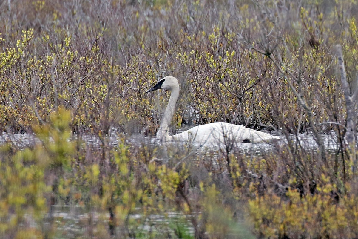 Trumpeter Swan - ML160732331