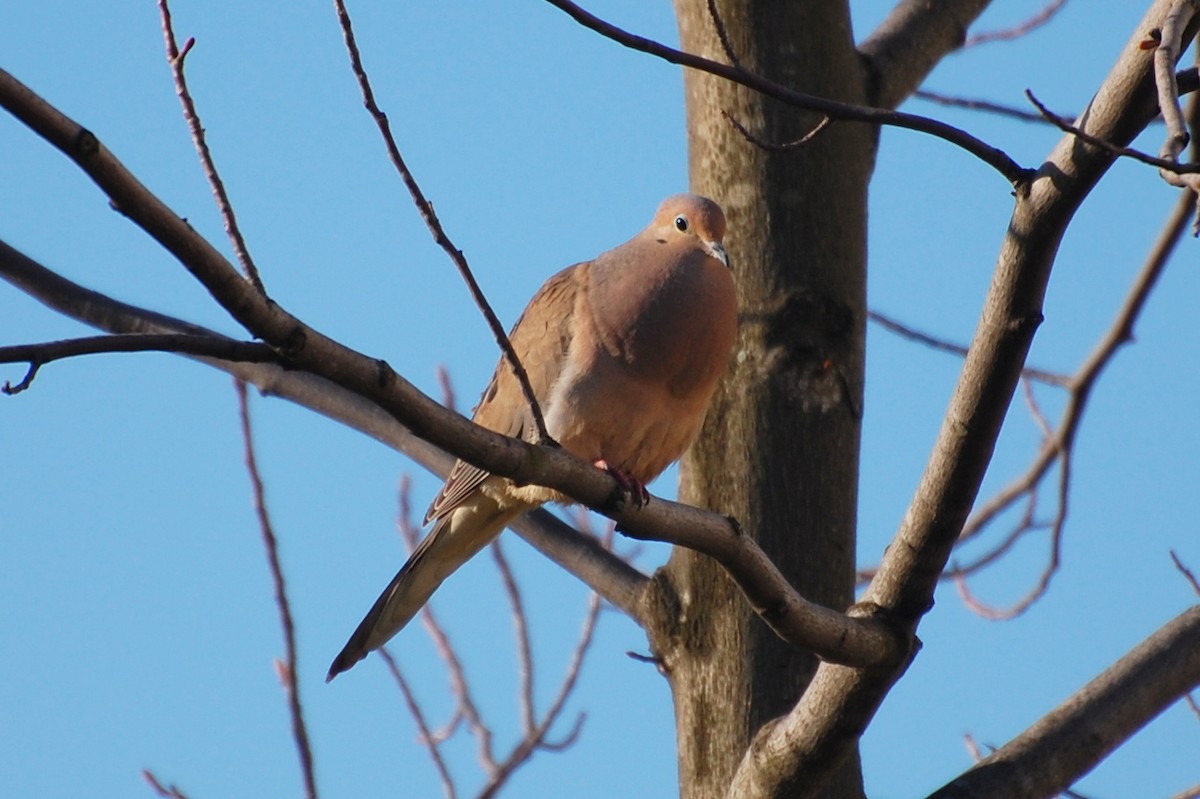 Mourning Dove - Dirk Tomsa