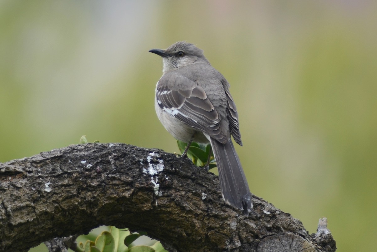 Northern Mockingbird - ML160734331