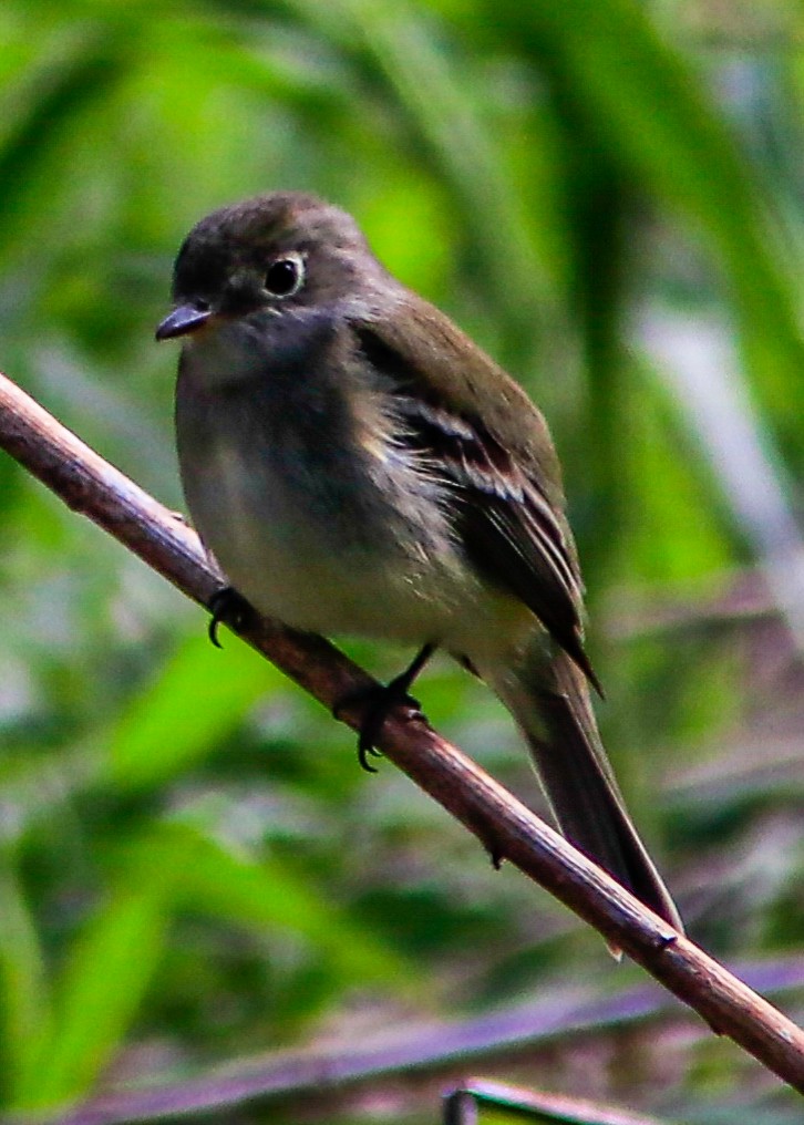 Alder Flycatcher - ML160734341